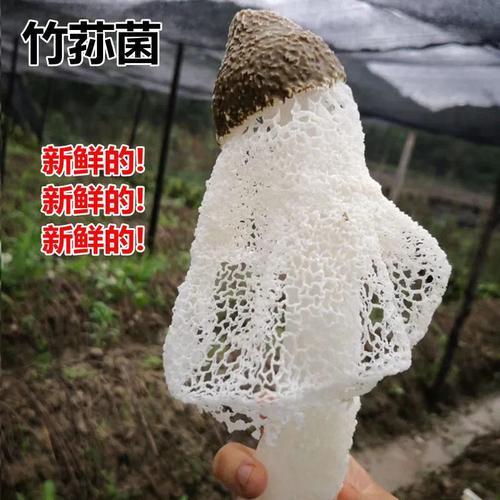 竹荪菇是不是有一股香味