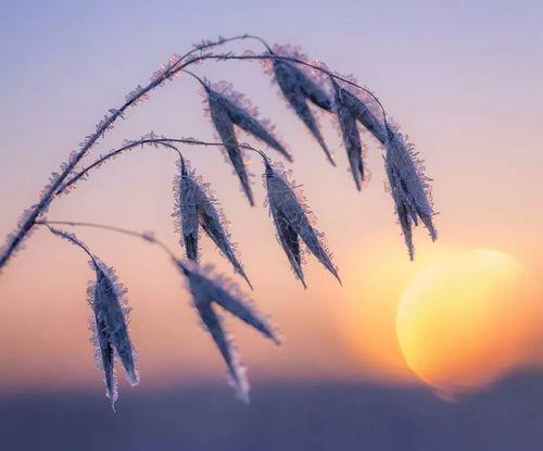 芃之俗体,净修梵行是什么意思