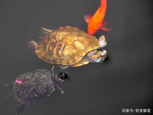 巴西龟放在鱼缸里会死吗
