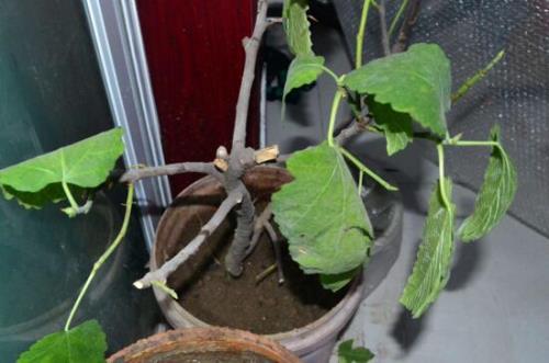 无花果树秋季修剪的正确方法