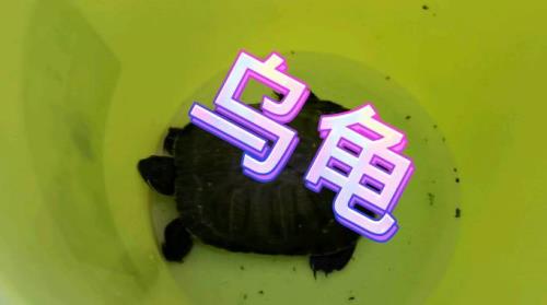 千年白龟的传说