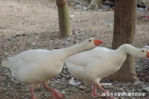 白鹮为何啄死自己的孩子