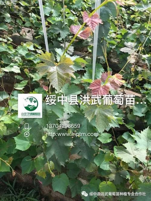 西昌种阳光玫瑰什么砧木最好