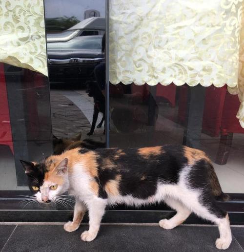 三花猫生的猫有公的么