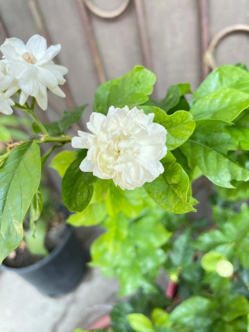 茉莉花是几月开的
