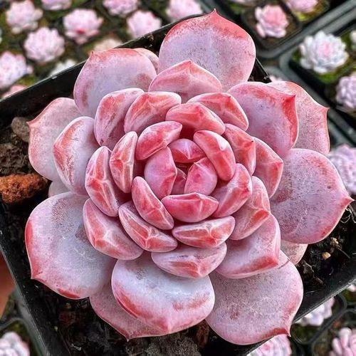 格瑞斯惊喜和恩宠是一个品种吗