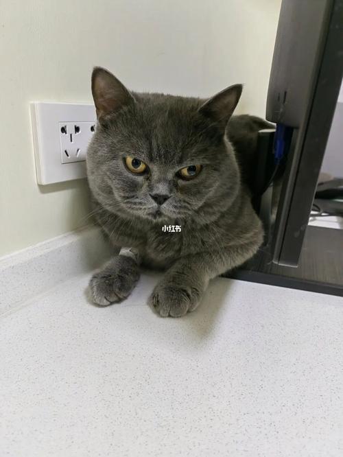 蓝猫尿闭怎么解决