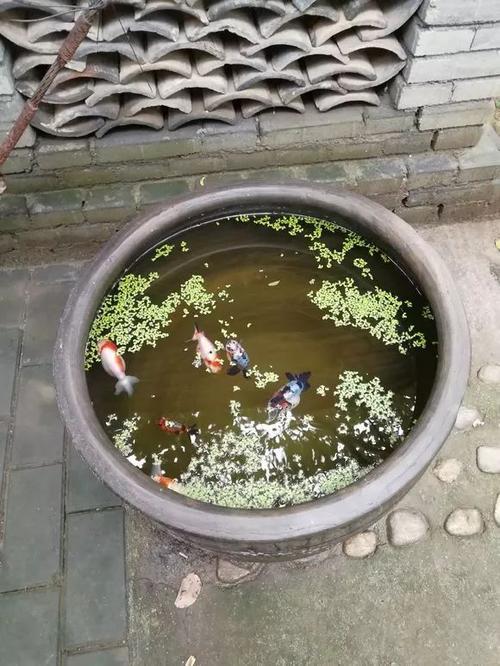 古法养金鱼缸里放泥不