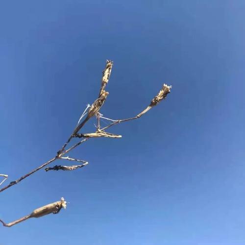 黄克诚的经典诗句