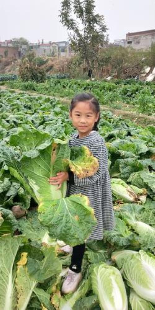 白菜怎么形容一年级