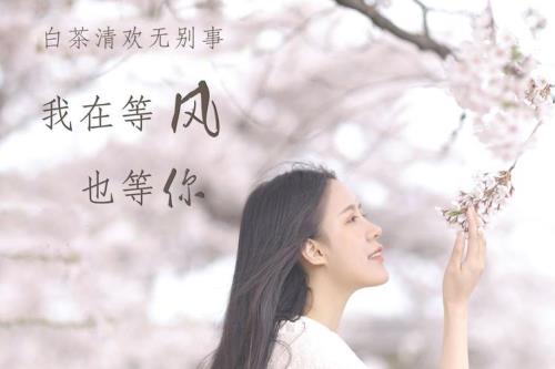 我在等风也等你的上一句是什么