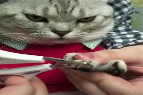 怎么给猫剪指甲不让它反抗