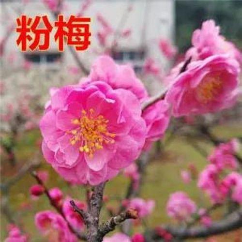 红梅妃中程青竹配的谁