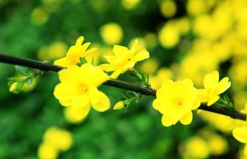 赏析曹彦约的迎春花
