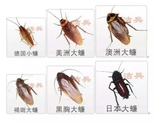 31楼有蟑螂怎么办