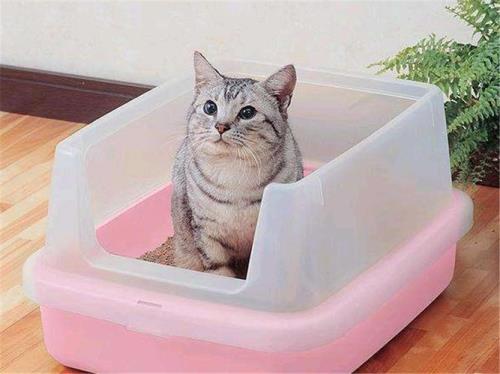 猫砂换地方了小猫找得到不
