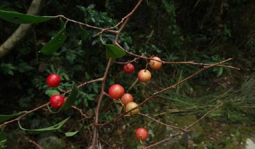 网上酸藤子能栽活吗