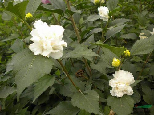 种植白木槿的方法