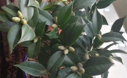茶花为什么长出白色的根