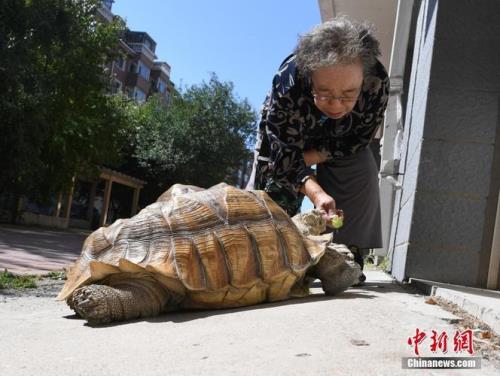 乌龟养了10年后再去送人行吗