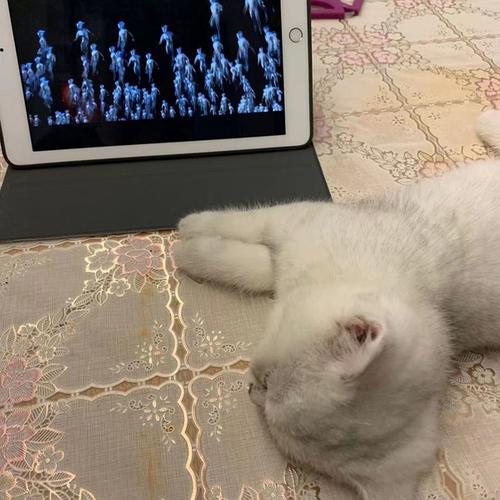 猫身上嗡嗡响怎么回事