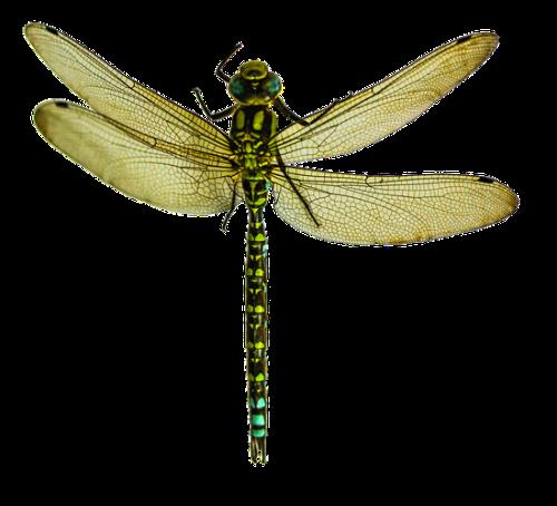 dragonfly能跳远嘛