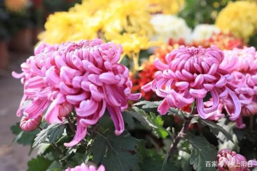 仿写句子菊花的姿态更美