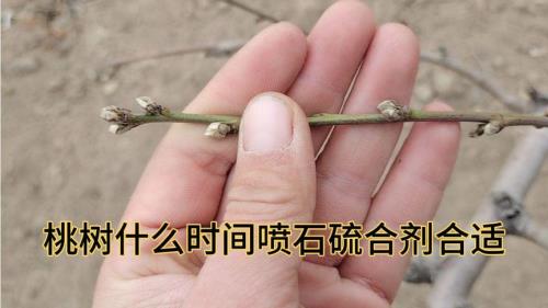 今年桃树何时打石流合剂