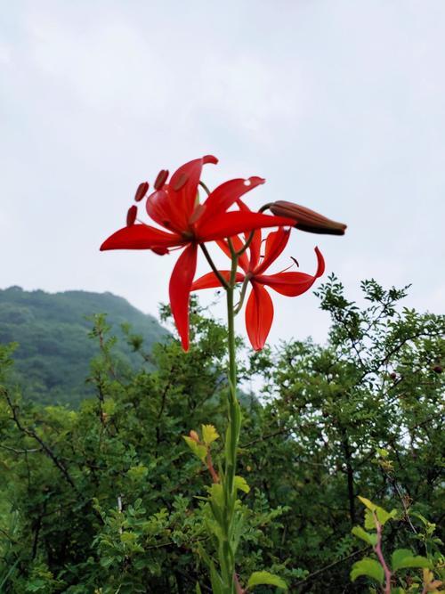 山丹丹红艳艳原唱是谁