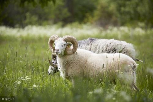 男人莫属兔，女人莫属羊对吗