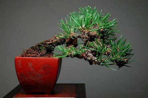 小松树盆景如何造型