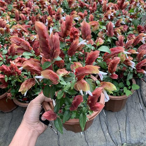 红虾衣花好养吗