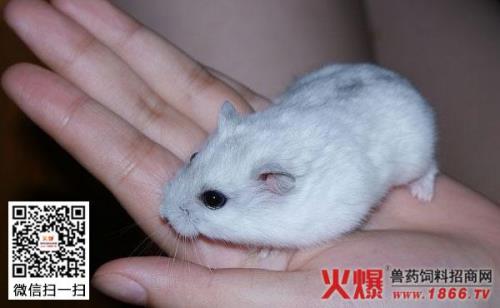 仓鼠多大才能配对