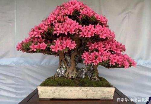 映山红没有根能栽活吗