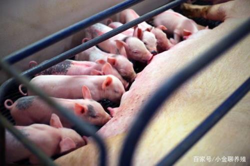 断奶仔猪喂食最佳时间