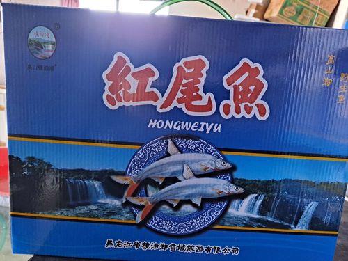 红尾鱼最大多少斤