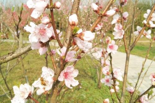 桃花一处开无主,无主什么意思