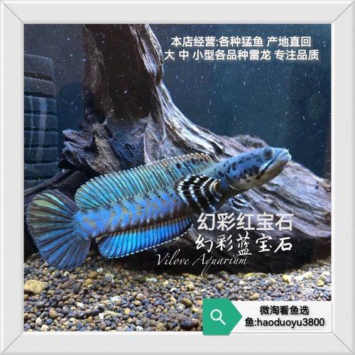 幻红适合什么颜色底砂