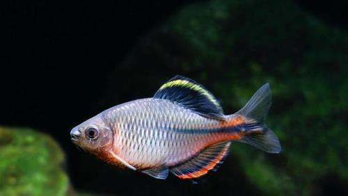 鳑鲏鱼喜欢造浪吗