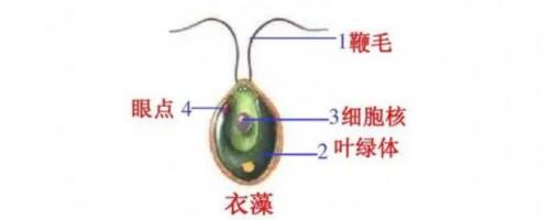 求，绿藻是真核生物还是原核生物