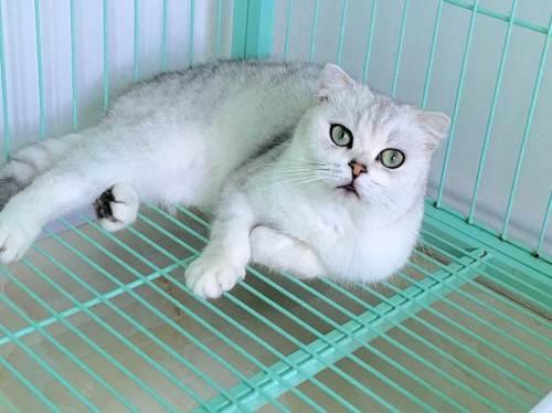 渐短猫吃什么