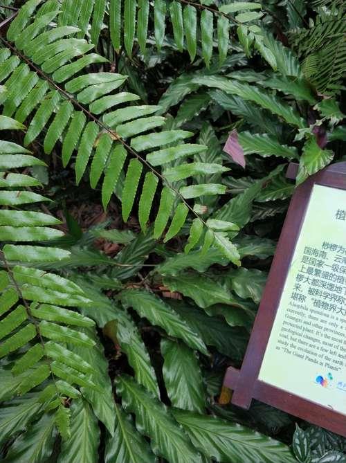 国家一级保护植物是什么