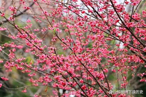 桃枝不遇春什么意思