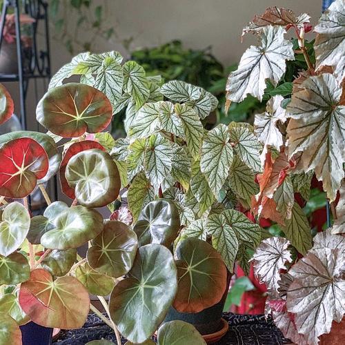 鳟鱼海棠的三种繁殖方法