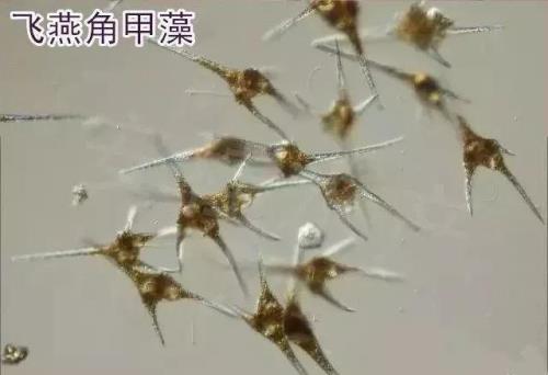 角藻怎么处理