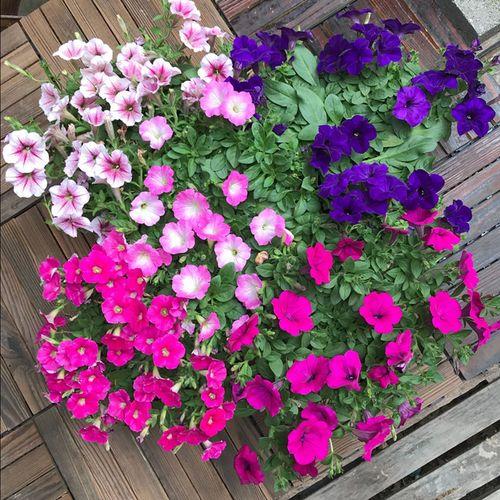 粉色玉女兜兰是什么时候长花苞