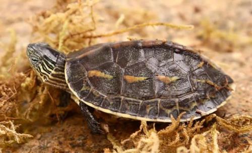 深水龟可以用自来水吗
