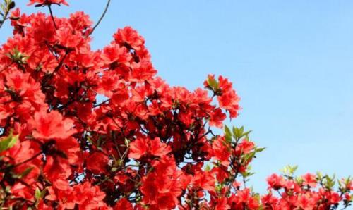 杜鹃花的花语