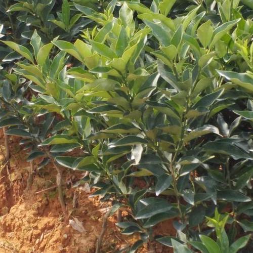 金桔苗种植方法