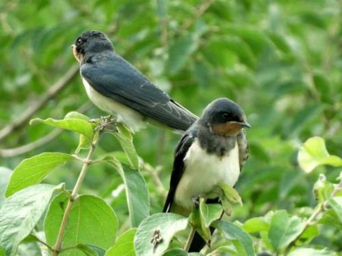 看到燕子我想到了什么句子